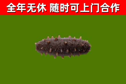 北仑烟酒回收干海参.jpg